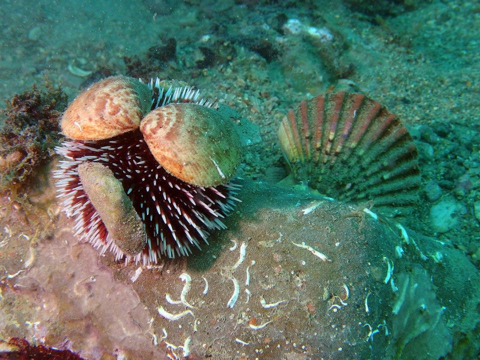 Scubadiving in Piran. Biggest and most modern dive center on the Slovenian coast.