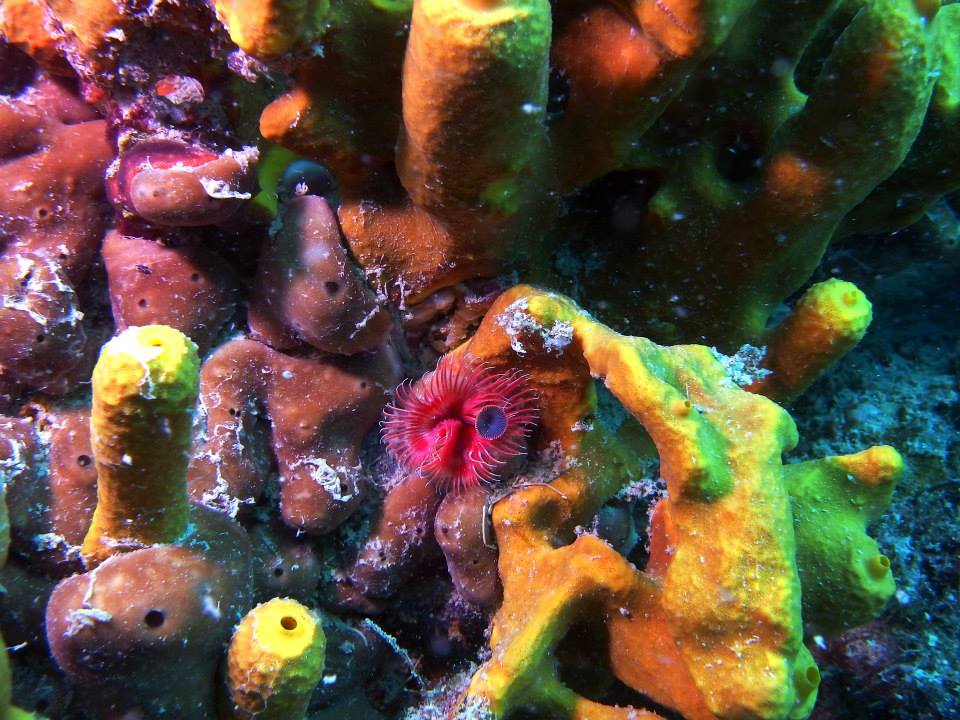 Scubadiving in Piran. Biggest and most modern dive center on the Slovenian coast.