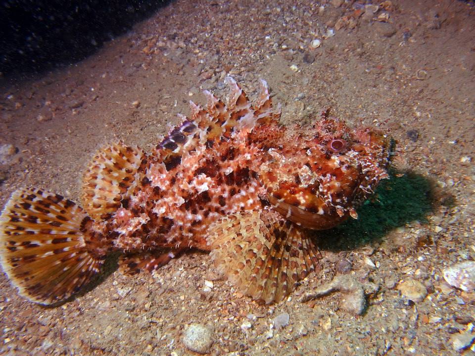Scubadiving in Piran. Biggest and most modern dive center on the Slovenian coast.
