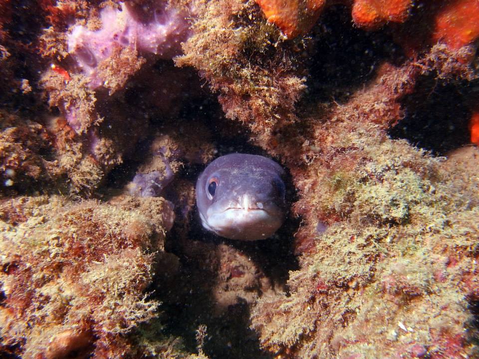 Scubadiving in Piran. Biggest and most modern dive center on the Slovenian coast.