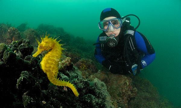 Scubadiving in Piran. Biggest and most modern dive center on the Slovenian coast.