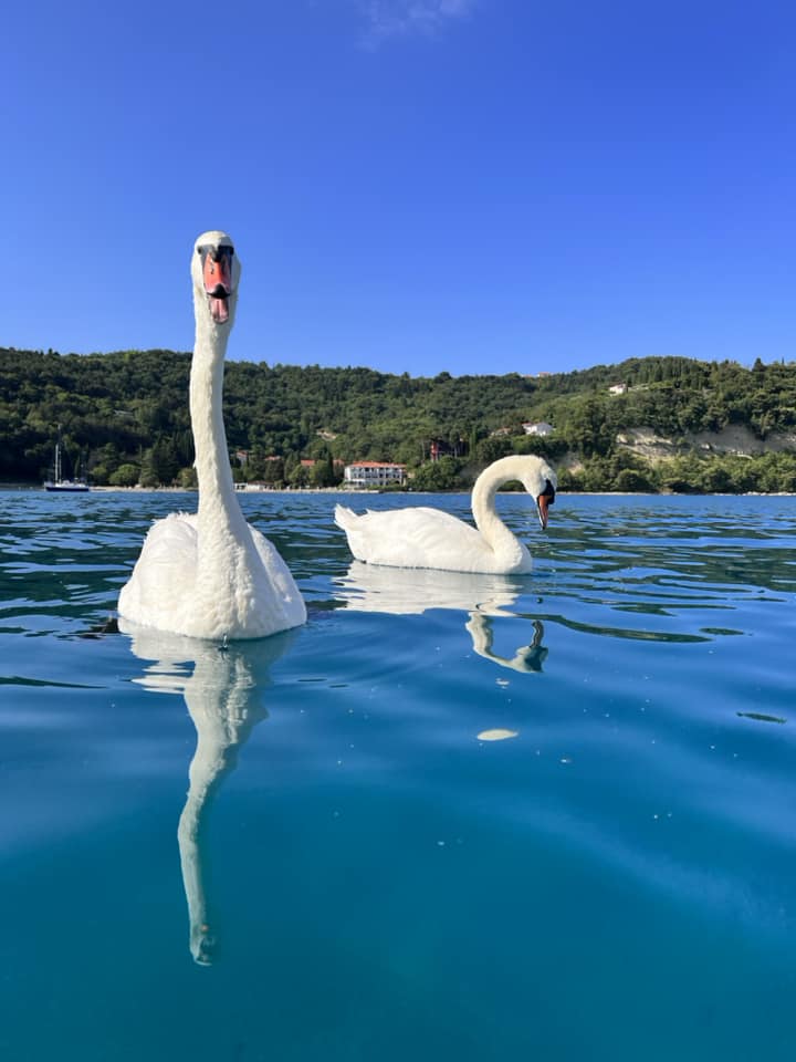 DAILY TOUR - Sailing trip alongside Slovenian coast