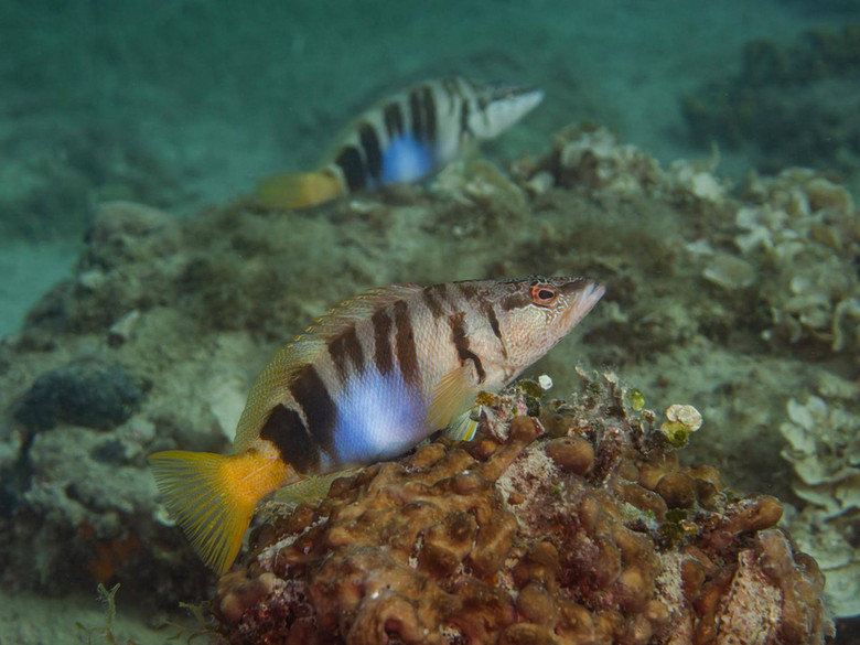 Nemo Dive Club Nemo dive centers - Fiesa, Scubadiving in Slovenia, Piran,