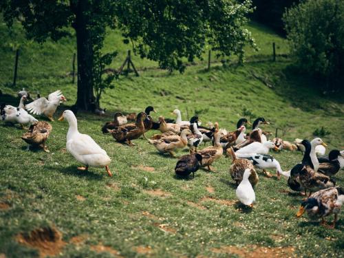 Gric Restaurant - Slovenia